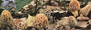 morel mushrooms